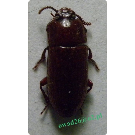 Uloma rufa (Piller et Mitterpacher, 1783) Ćwieczak rdzawy